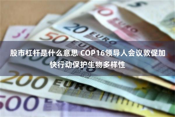 股市杠杆是什么意思 COP16领导人会议敦促加快行动保护生物多样性